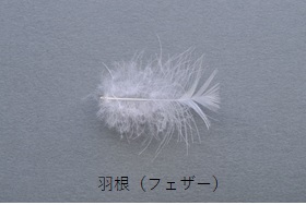 羽根（フェザー）